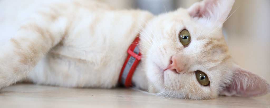 vad är en katt