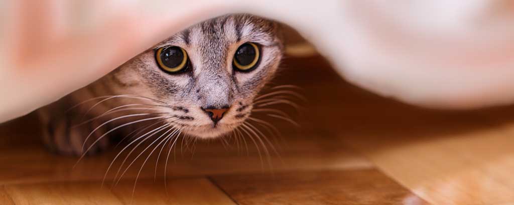 katt kissar inne katt kissar inne