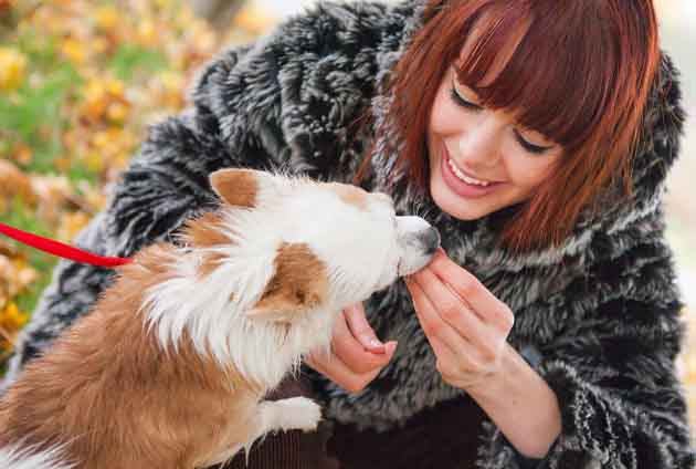 Chihuahua får en godis belöna hunden på rätt sätt