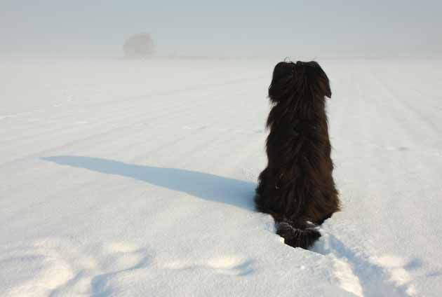 Svart hund i vinterlandskap