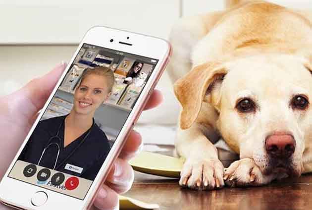 Veterinären i mobilen videomöte med en labrador