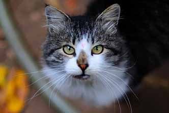 Nyfiken katt tittar in i kameran