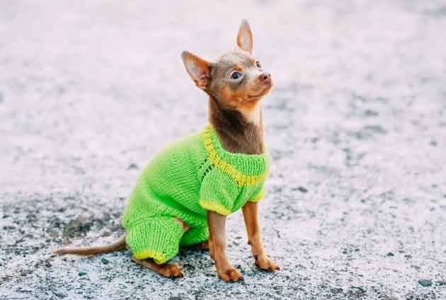 Söt liten hund med stickad tröja för att slippa frysa
