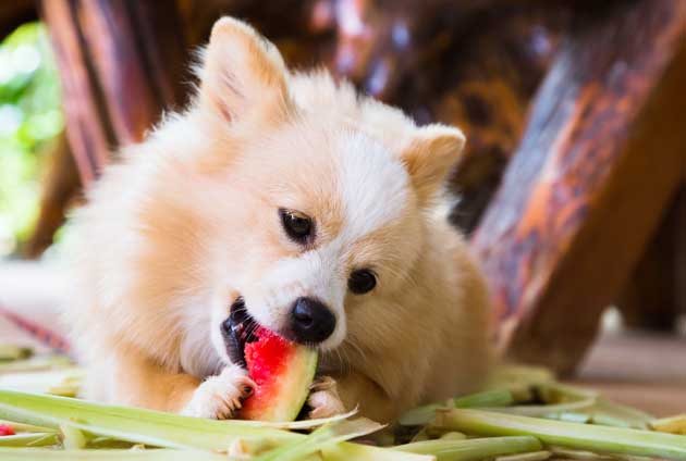 Liten söt hund äter vattenmelon