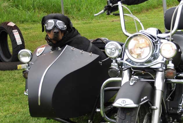 Rottweiler med glasögon sitter i sidovagn till motorcykel
