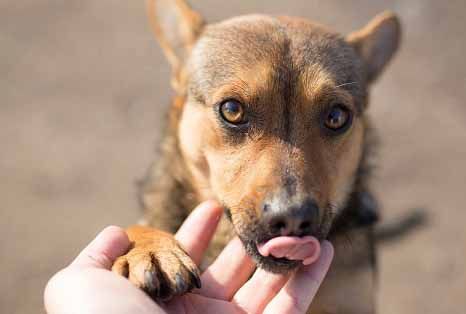 Glad hund slickar på sin husses hand