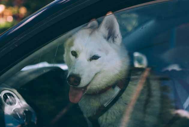 Vit hund sitter i framsätet på en bil