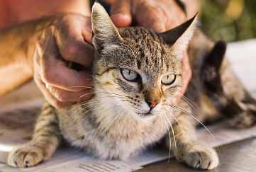 Husse kelar med sin katt daglig koll av hälsostatus