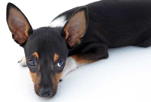 Liten hund ligger och ser hängig ut