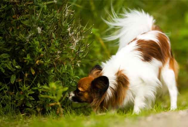 Papillon fjärilshund nosar på en buske