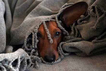 Hund gömmer sig under en filt