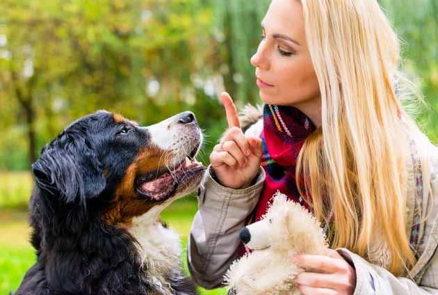 Ung kvinna pratar med sin hund Berner Sennen