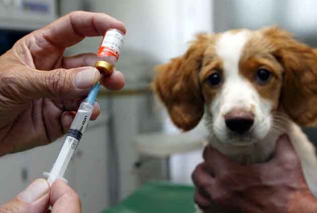 Valp hos veterinären ska få vaccin