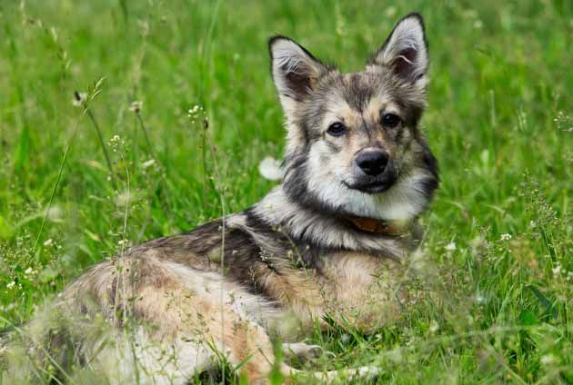 Västgötaspets på sommaräng